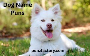 Read more about the article Unleash the Laughter with These Pawsome Dog Name Puns 🐶😂<div class="last-updated" style="font-size:14px; font-weight:bold; color:#444; background:#f5f5f5; padding:10px; border-radius:5px; margin-top:10px; margin-bottom:20px;">
                 Last updated: May 17, 2025 at 6:24 am by nameyourteams@gmail.com
            </div>