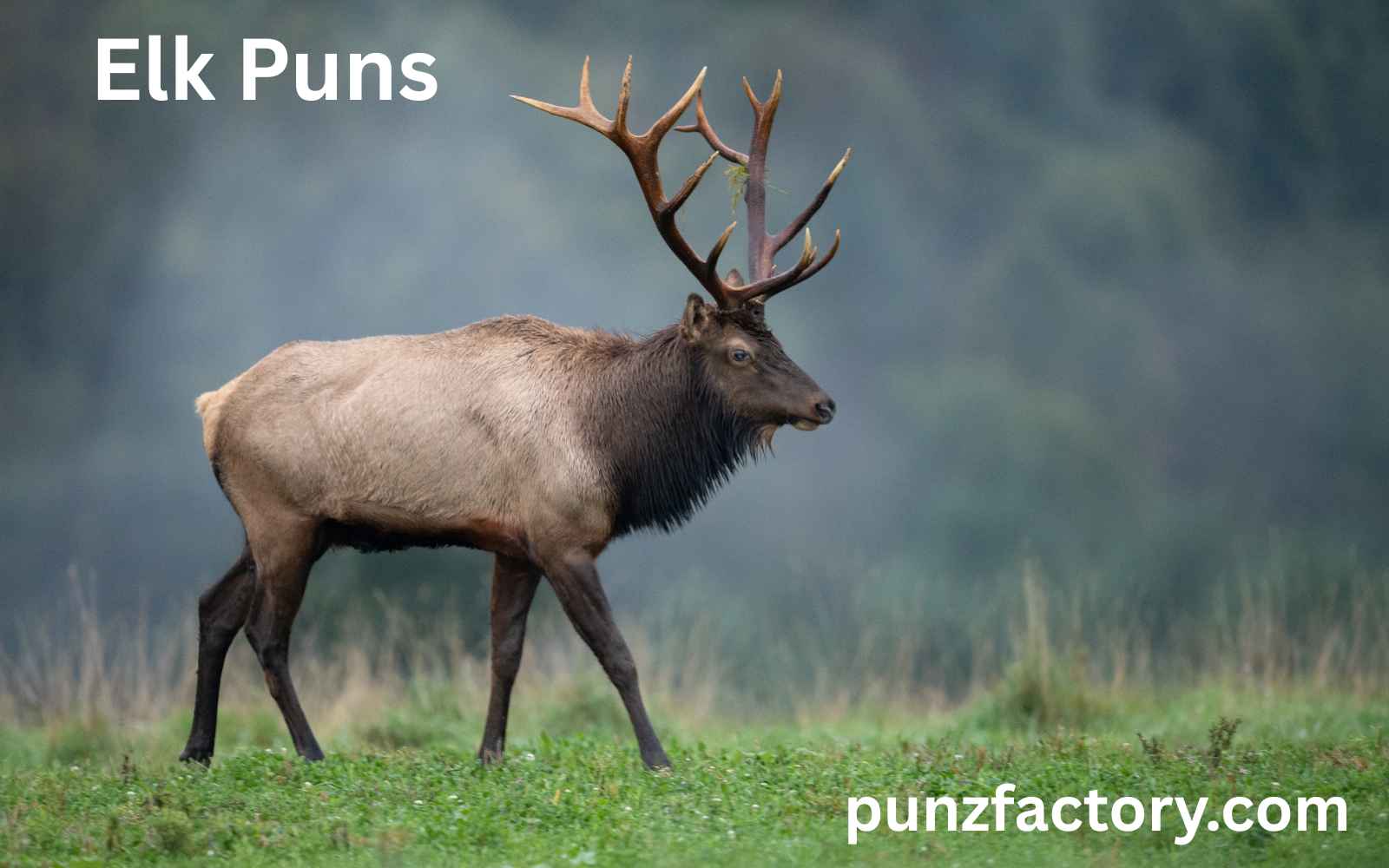 You are currently viewing 🦌 Elk Puns That Are Bucking Hilarious<div class="last-updated" style="font-size:14px; font-weight:bold; color:#444; background:#f5f5f5; padding:10px; border-radius:5px; margin-top:10px; margin-bottom:20px;">
                 Last updated: May 28, 2025 at 6:03 am by nameyourteams@gmail.com
            </div>