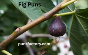 Read more about the article Fig Puns: The Perfect Blend of Cheesy and Sweet Humor<div class="last-updated" style="font-size:14px; font-weight:bold; color:#444; background:#f5f5f5; padding:10px; border-radius:5px; margin-top:10px; margin-bottom:20px;">
                 Last updated: May 18, 2025 at 3:33 pm by nameyourteams@gmail.com
            </div>