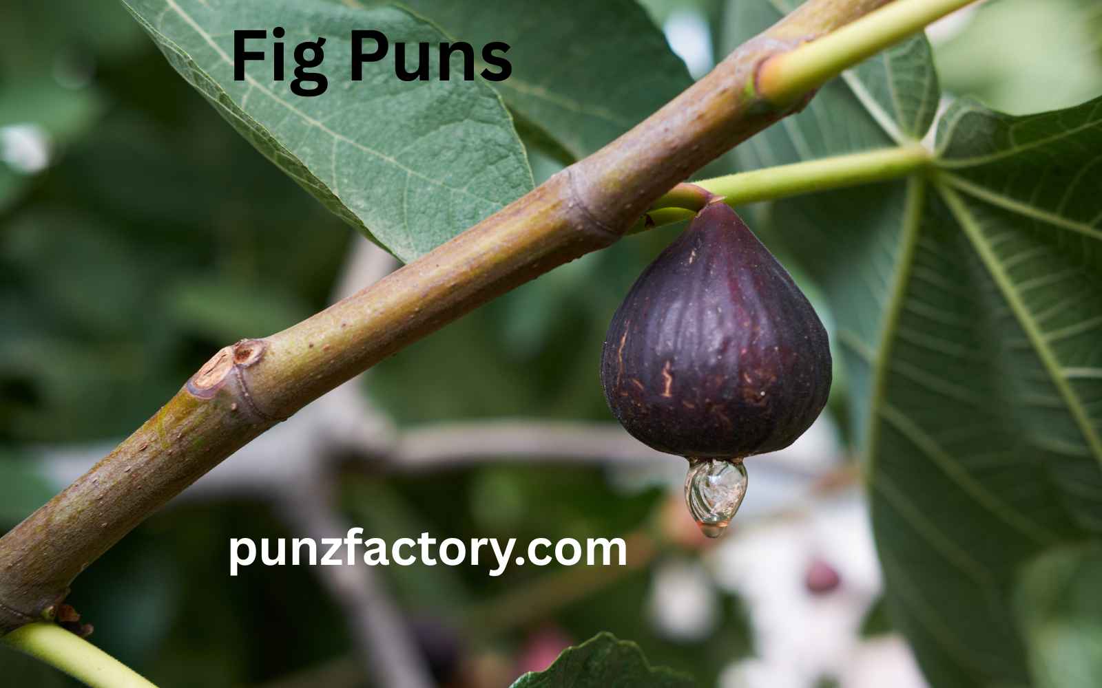 You are currently viewing Fig Puns: The Perfect Blend of Cheesy and Sweet Humor<div class="last-updated" style="font-size:14px; font-weight:bold; color:#444; background:#f5f5f5; padding:10px; border-radius:5px; margin-top:10px; margin-bottom:20px;">
                 Last updated: May 18, 2025 at 3:33 pm by nameyourteams@gmail.com
            </div>