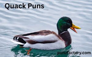 Read more about the article Quack Puns: The Gouda-est Cheese Puns for Every Occasion<div class="last-updated" style="font-size:14px; font-weight:bold; color:#444; background:#f5f5f5; padding:10px; border-radius:5px; margin-top:10px; margin-bottom:20px;">
                 Last updated: May 19, 2025 at 6:37 am by nameyourteams@gmail.com
            </div>