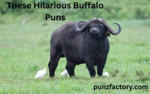 Read more about the article Stampede into Laughter with These Hilarious Buffalo Puns! 🦬😂<div class="last-updated" style="font-size:14px; font-weight:bold; color:#444; background:#f5f5f5; padding:10px; border-radius:5px; margin-top:10px; margin-bottom:20px;">
                 Last updated: May 19, 2025 at 6:44 am by nameyourteams@gmail.com
            </div>