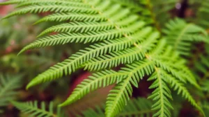 Read more about the article 🌿 Fern Puns: Frondly Funny Wordplay for Captions, Jokes & More!