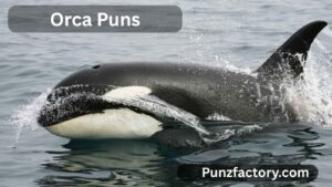 Read more about the article Orca Puns: The Ultimate Splash of Fun for Captions, Jokes & Conversations 🐋