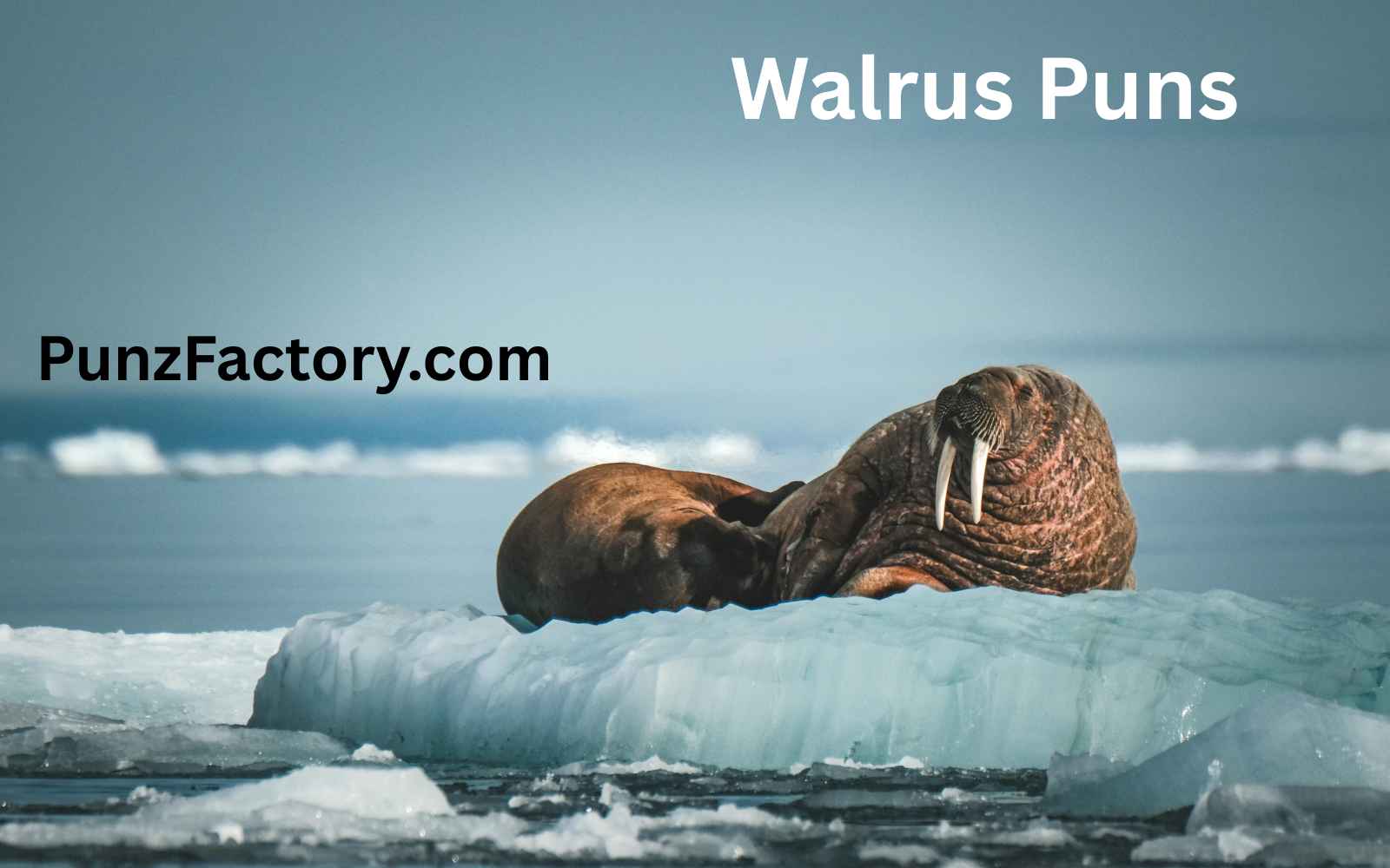 You are currently viewing Walrus Puns That’ll Tusk Your Funny Bone<div class="last-updated" style="font-size:14px; font-weight:bold; color:#444; background:#f5f5f5; padding:10px; border-radius:5px; margin-top:10px; margin-bottom:20px;">
                 Last updated: June 1, 2025 at 6:01 am by nameyourteams@gmail.com
            </div>