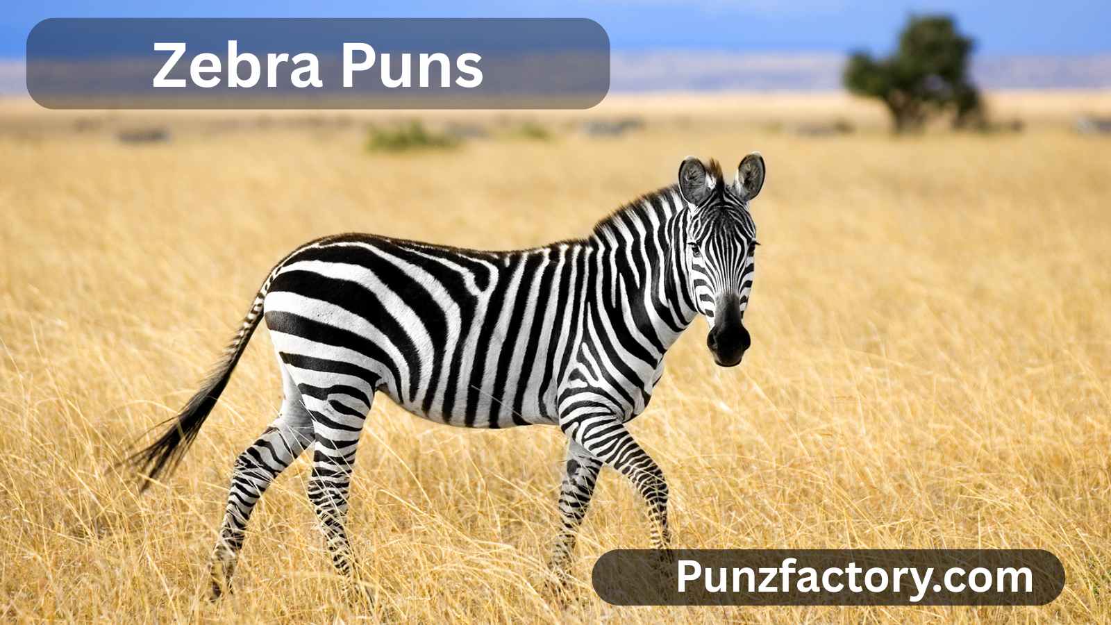 You are currently viewing Zebra Puns: The Striped Humor You Didn’t Know You Needed 🦓😂<div class="last-updated" style="font-size:14px; font-weight:bold; color:#444; background:#f5f5f5; padding:10px; border-radius:5px; margin-top:10px; margin-bottom:20px;">
                 Last updated: June 26, 2025 at 6:13 am by nameyourteams@gmail.com
            </div>