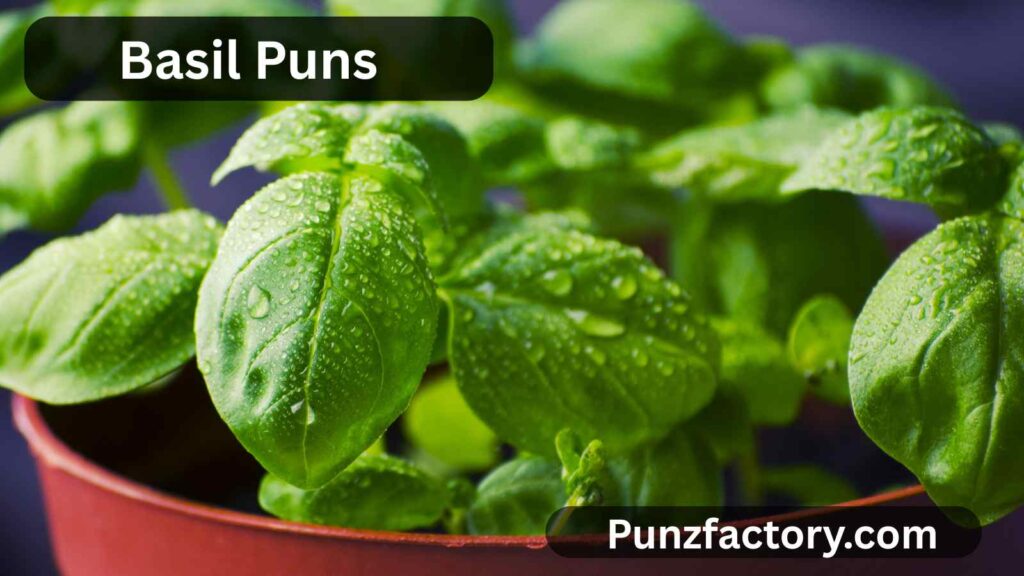 Basil Puns: The Ultimate Cheese Pun Collection for Captions, Jokes & Fun Chats 🧀🌿
