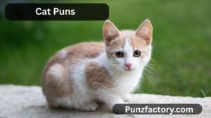 Read more about the article Cat Puns for Birthday Fun: The Purr-fect Way to Celebrate 🐾🎂<div class="last-updated" style="font-size:14px; font-weight:bold; color:#444; background:#f5f5f5; padding:10px; border-radius:5px; margin-top:10px; margin-bottom:20px;">
                 Last updated: July 28, 2025 at 4:33 am by nameyourteams@gmail.com
            </div>
