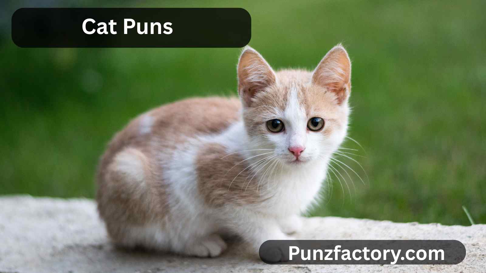 Read more about the article Cat Puns for Birthday Fun: The Purr-fect Way to Celebrate 🐾🎂