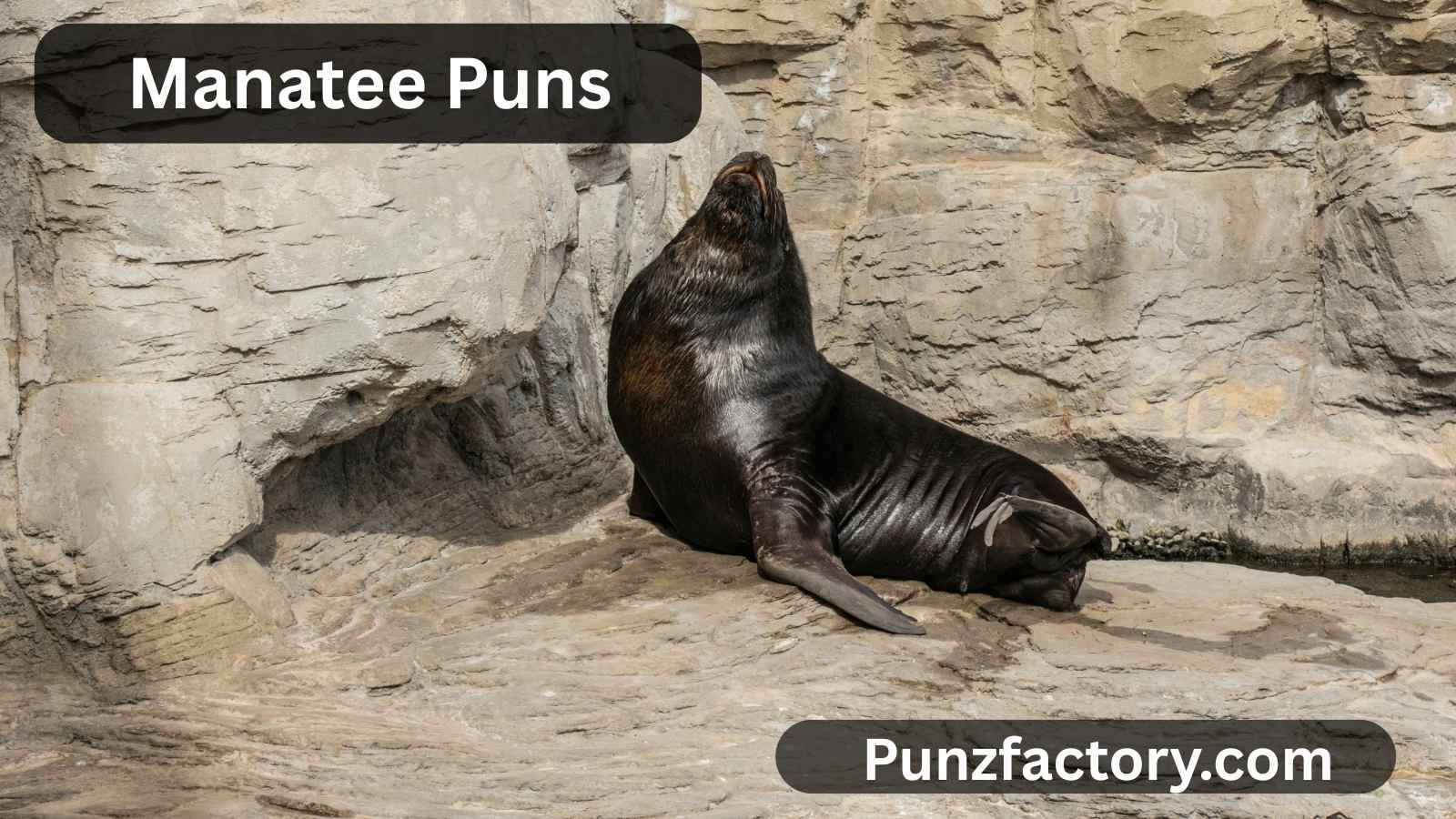Read more about the article Manatee Puns: The Ultimate Guide for Fun, Fluffy, and Friendly Jokes