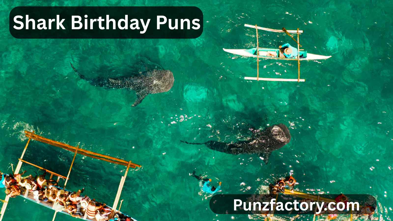 Read more about the article Shark Birthday Puns: The Ultimate Fin-tastic Guide for Captions, Jokes & Party Fun 🦈🎉