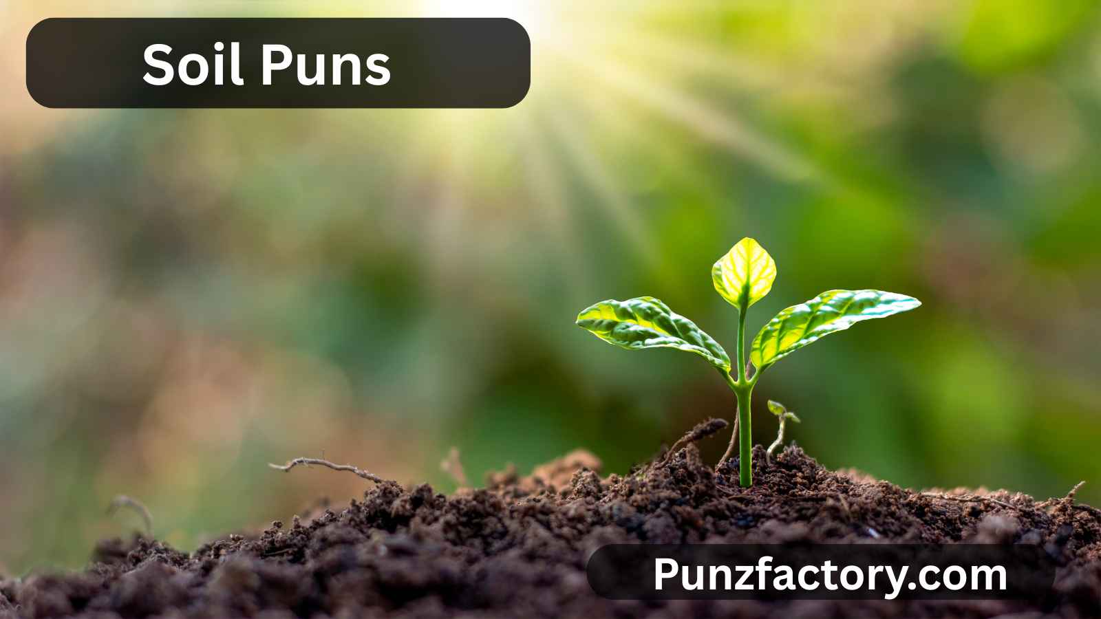 Read more about the article Soil Puns: Get Your Hands Dirty with the Best Earthy Wordplay! 🌱