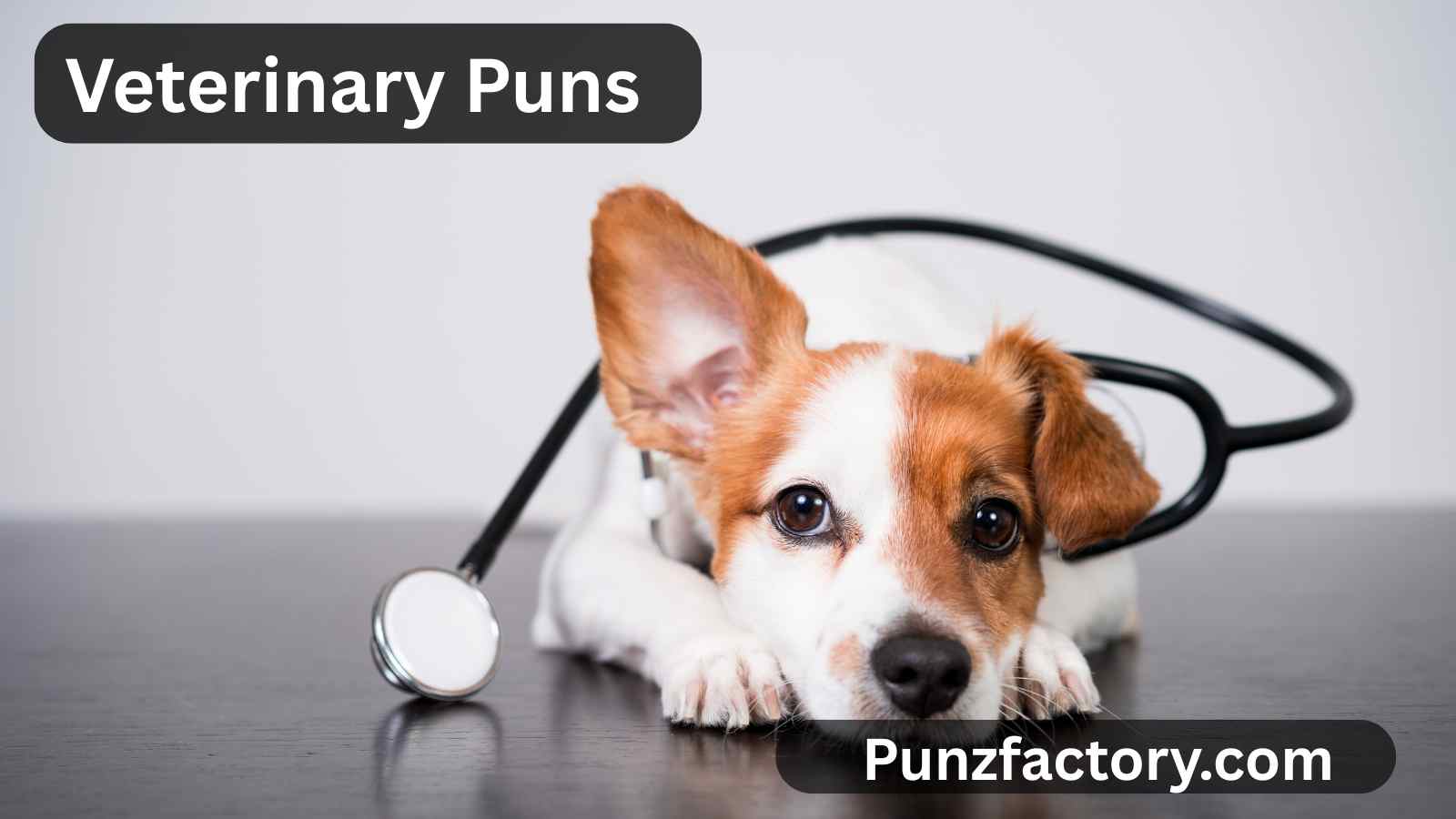 You are currently viewing Veterinary Puns: The Ultimate Collection for Vet Lovers, Captions & Jokes 🐾🩺<div class="last-updated" style="font-size:14px; font-weight:bold; color:#444; background:#f5f5f5; padding:10px; border-radius:5px; margin-top:10px; margin-bottom:20px;">
                 Last updated: August 3, 2025 at 5:25 am by nameyourteams@gmail.com
            </div>