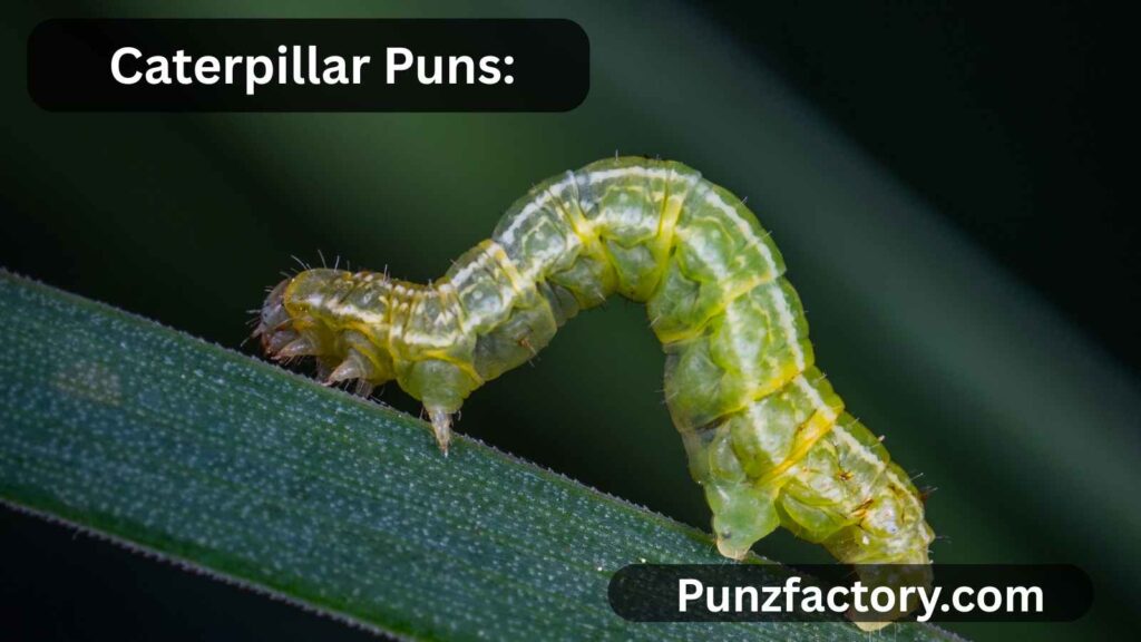 Caterpillar Puns: The Best Buggy Wordplay for Captions, Jokes & Fun Chats 🐛✨